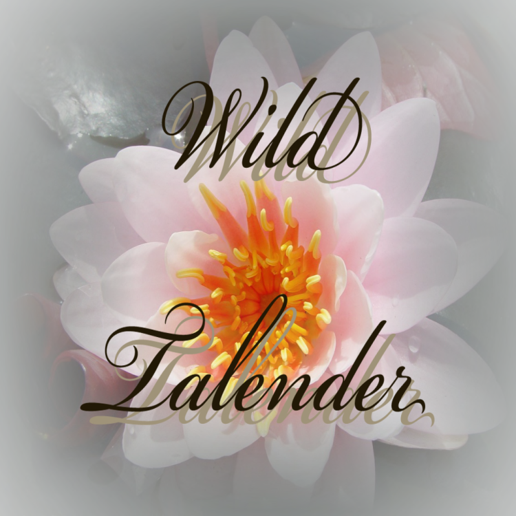 Wild Talender Logo